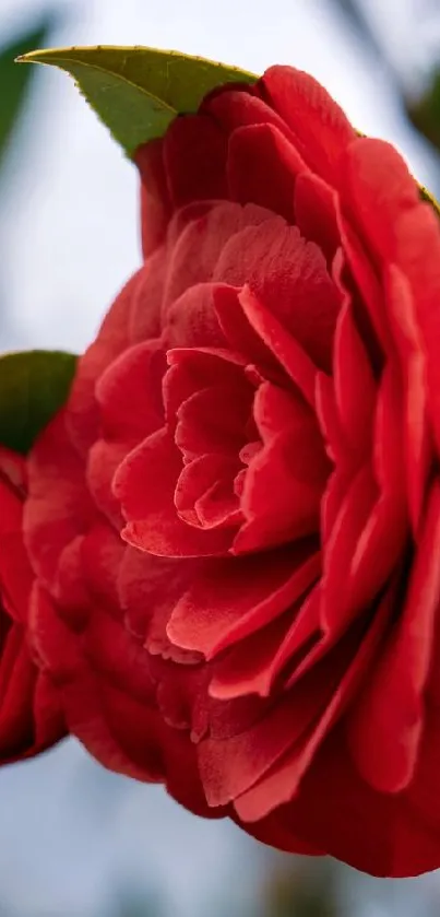 The flower Live Wallpaper
