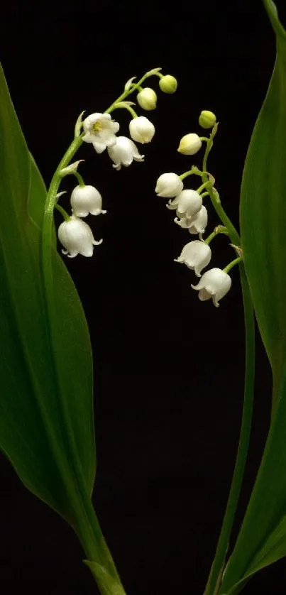 Flower Plant Lily Of The Valley Live Wallpaper