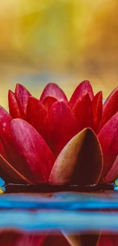 Flower Plant Live Wallpaper