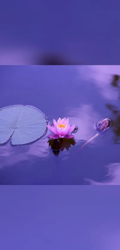 Flower Plant Lotus Live Wallpaper