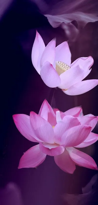 Serene pink lotus flowers against a dark purple background.