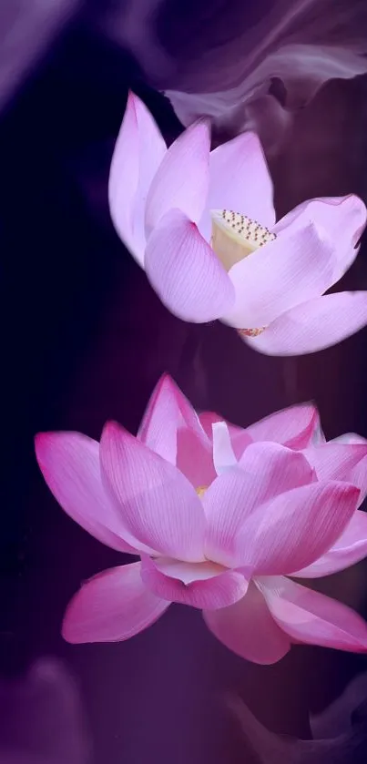 Flower Plant Lotus Live Wallpaper