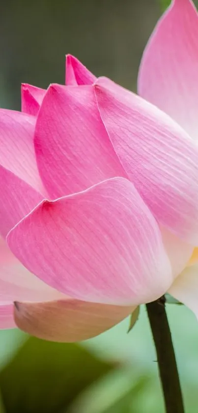 Flower Plant Lotus Live Wallpaper