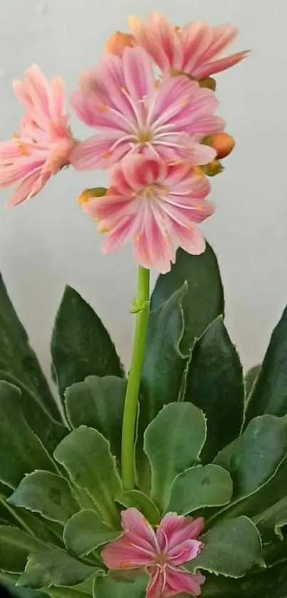 Flower Plant Painting Live Wallpaper