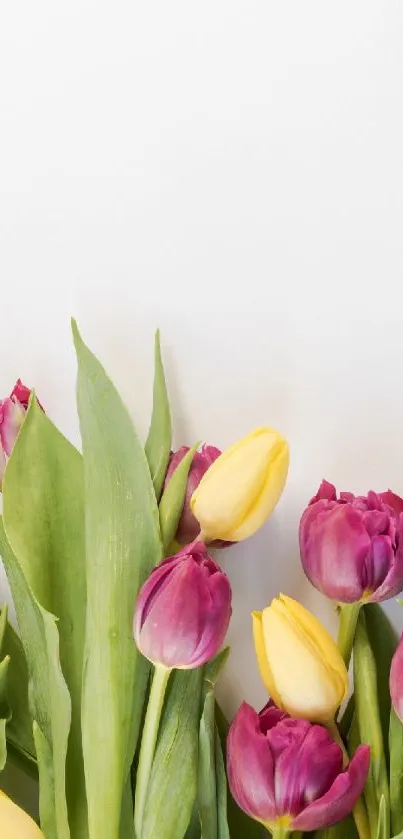 Flower Plant Petal Live Wallpaper