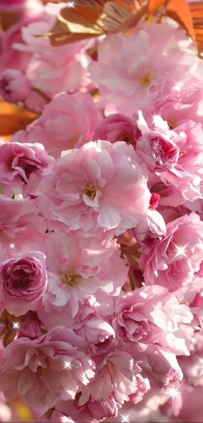 the flower Nature  Live Wallpaper