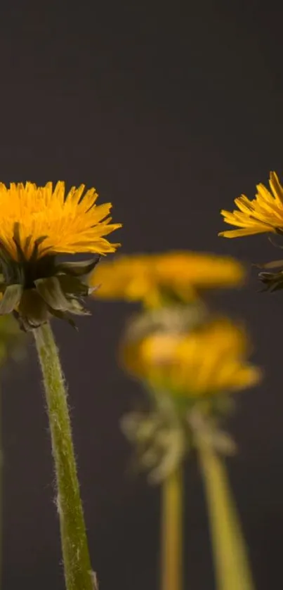 Flower Plant Petal Live Wallpaper