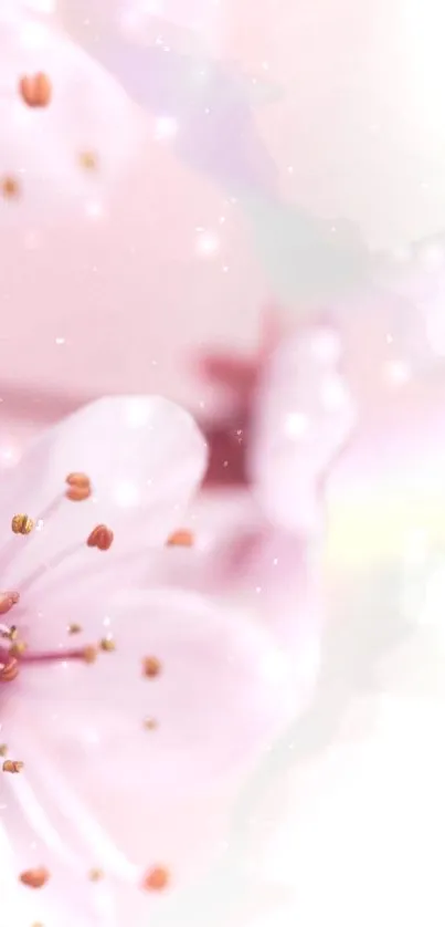 Flower Plant Petal Live Wallpaper