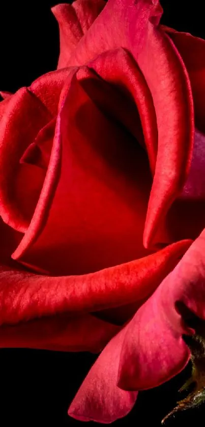 rose Live Wallpaper - free download