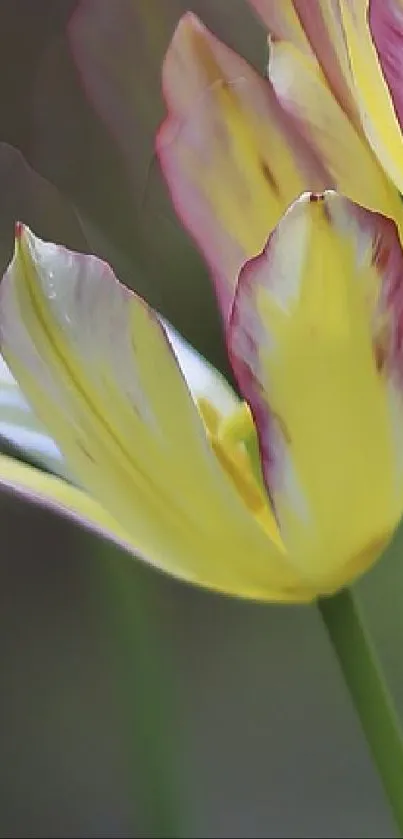 Flower Plant Petal Live Wallpaper