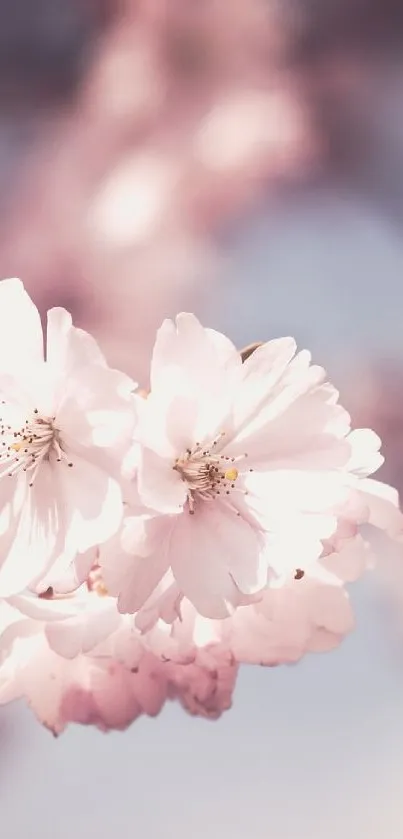 Flower Plant Petal Live Wallpaper