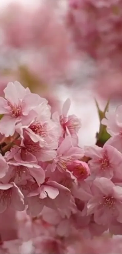 Flower Plant Petal Live Wallpaper