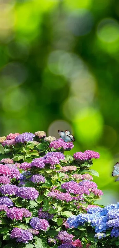 Flower Plant Petal Live Wallpaper