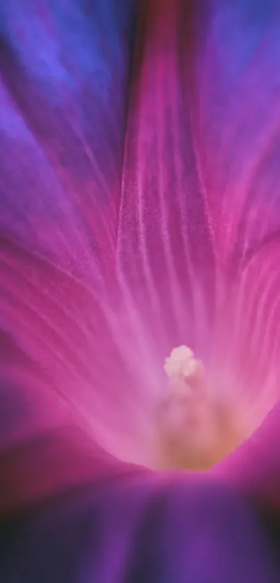 Flower Plant Petal Live Wallpaper