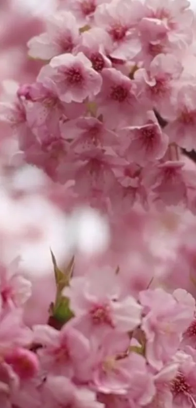 Flower Plant Petal Live Wallpaper