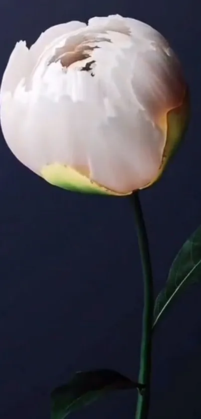 Flower Plant Petal Live Wallpaper