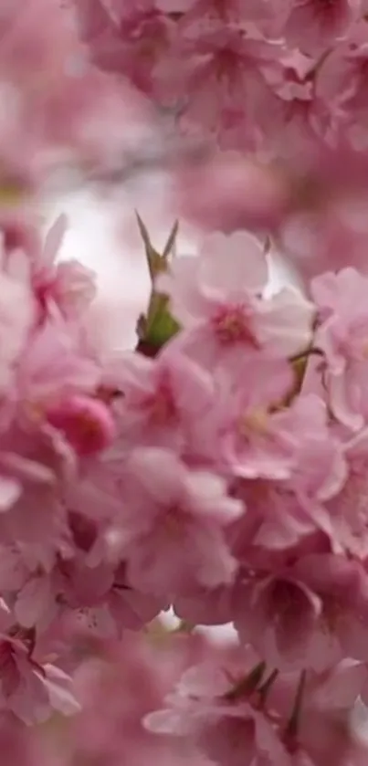 Flower Plant Petal Live Wallpaper
