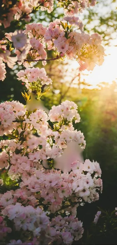 Flower Plant Petal Live Wallpaper