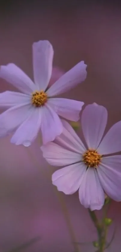 Flower Plant Petal Live Wallpaper