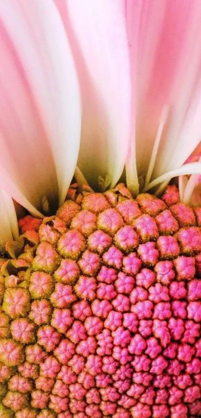 Flower Plant Petal Live Wallpaper