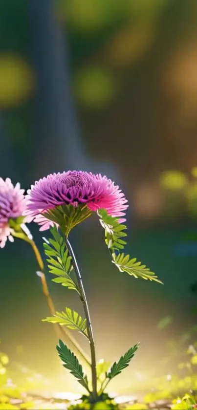 Flower Plant Petal Live Wallpaper