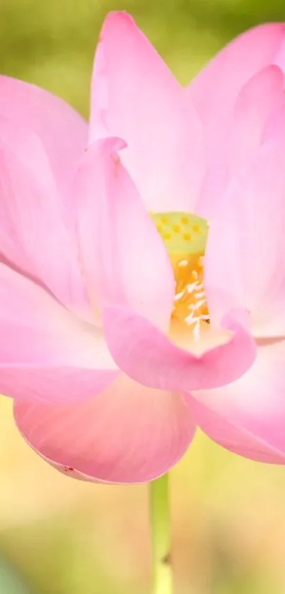 Flower Plant Petal Live Wallpaper