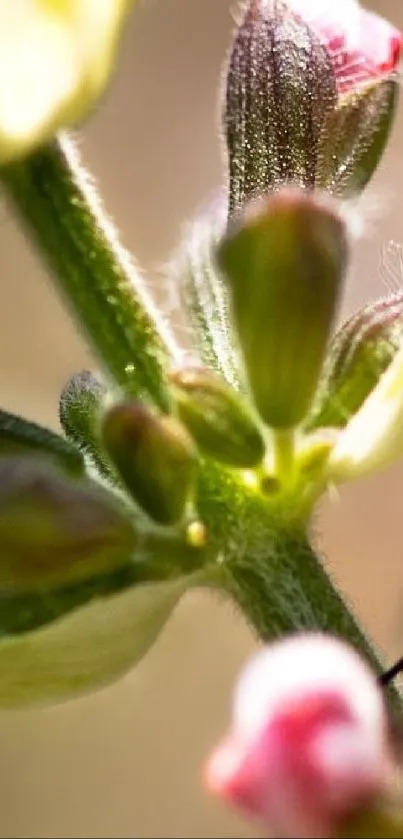 Close-up of vibrant green floral elements with pink highlights.