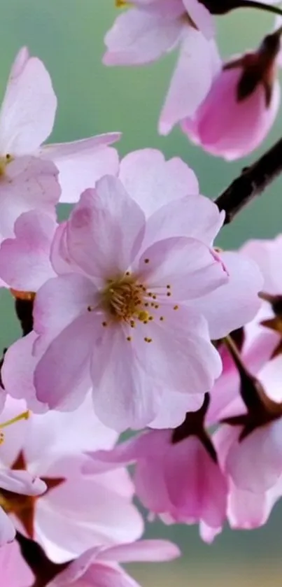 Flower Plant Petal Live Wallpaper