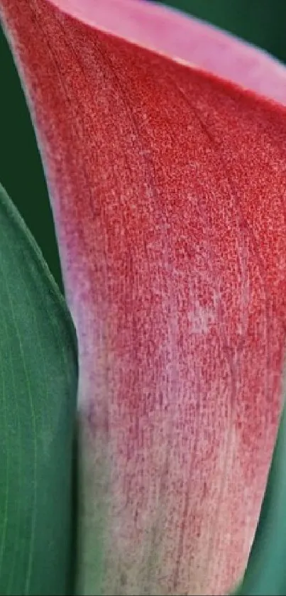 Flower Plant Petal Live Wallpaper