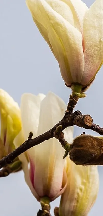 Flower Plant Petal Live Wallpaper