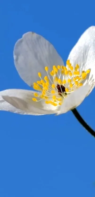 Flower Plant Petal Live Wallpaper