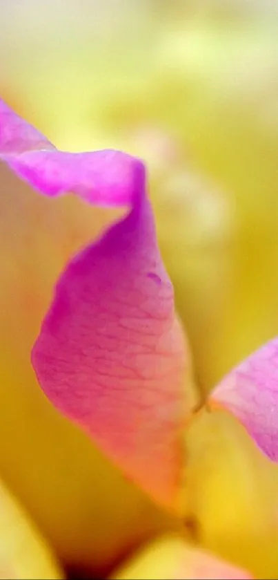 Flower Plant Petal Live Wallpaper