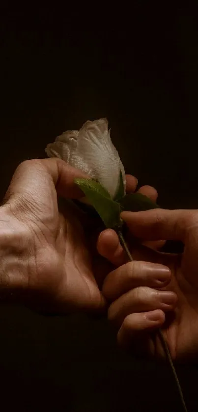 Flower Plant Petal Live Wallpaper