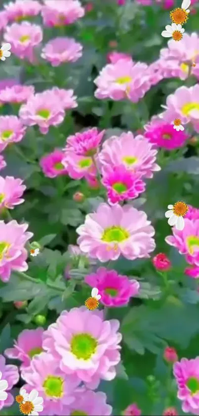 Flower Plant Petal Live Wallpaper