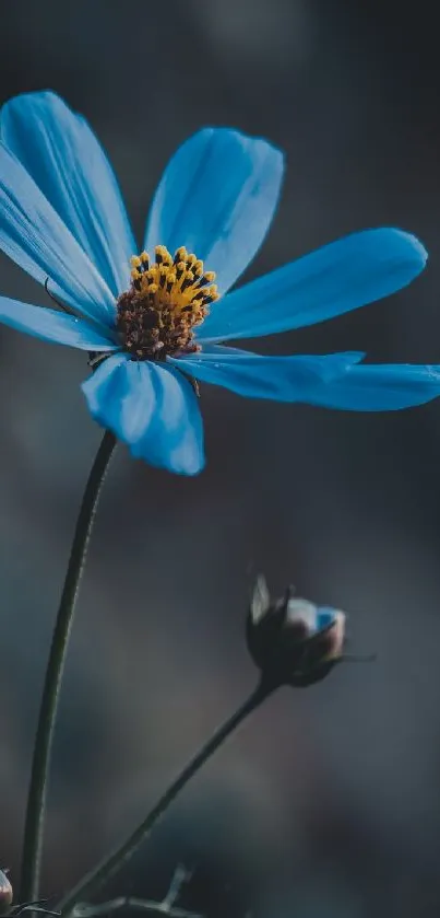 Flower Plant Petal Live Wallpaper