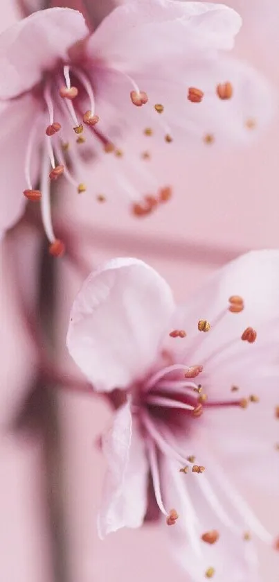 Flower Plant Petal Live Wallpaper