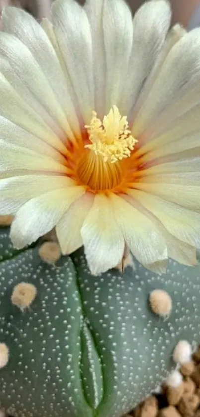 Flower Plant Petal Live Wallpaper