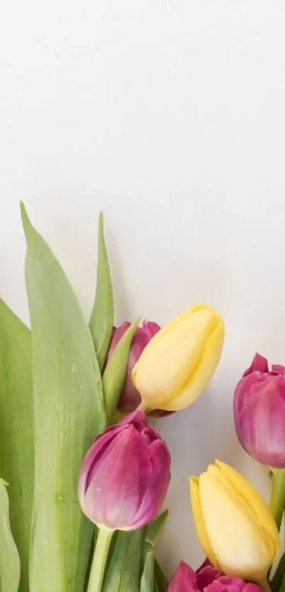 Flower Plant Petal Live Wallpaper