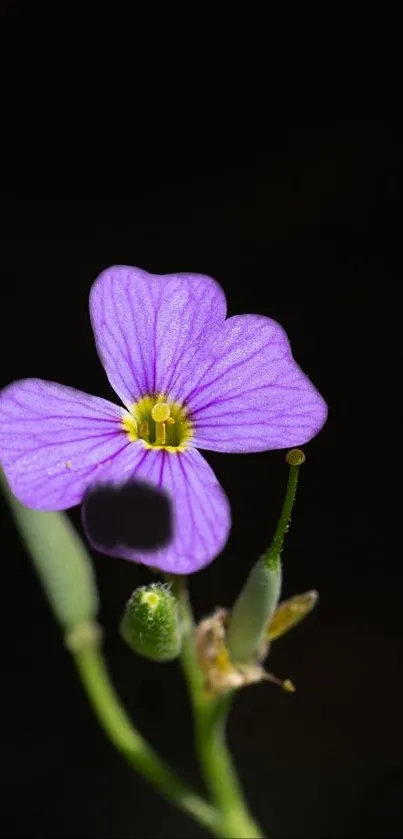 Flower Plant Petal Live Wallpaper