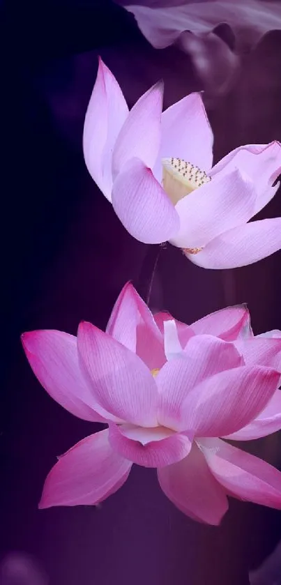 Flower Plant Petal Live Wallpaper