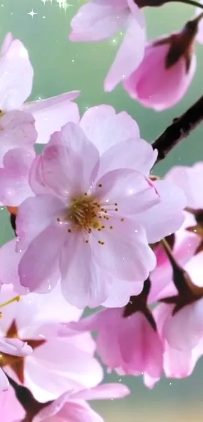 Flower Plant Petal Live Wallpaper