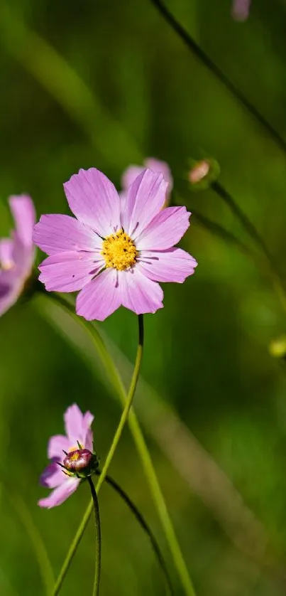 Flower Plant Petal Live Wallpaper