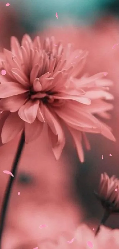 Flower Plant Petal Live Wallpaper