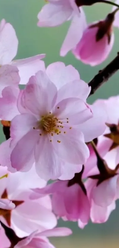 Flower Plant Petal Live Wallpaper