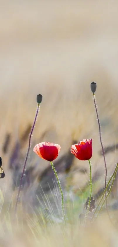 Flower Plant Petal Live Wallpaper