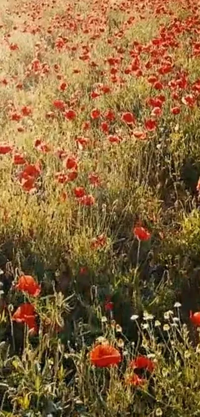 Flower Plant Plant Community Live Wallpaper