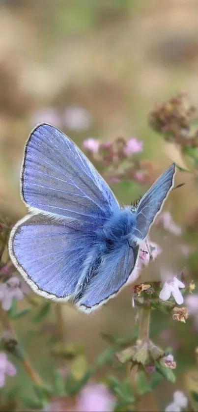 Butterflies 🦋  Live Wallpaper