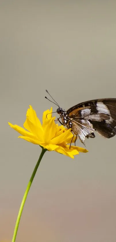 Buterfly :) Live Wallpaper