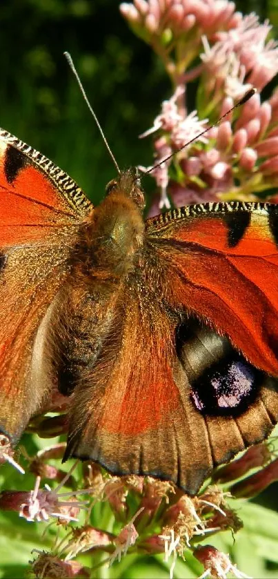 Flower Plant Pollinator Live Wallpaper