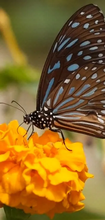 Flower Plant Pollinator Live Wallpaper